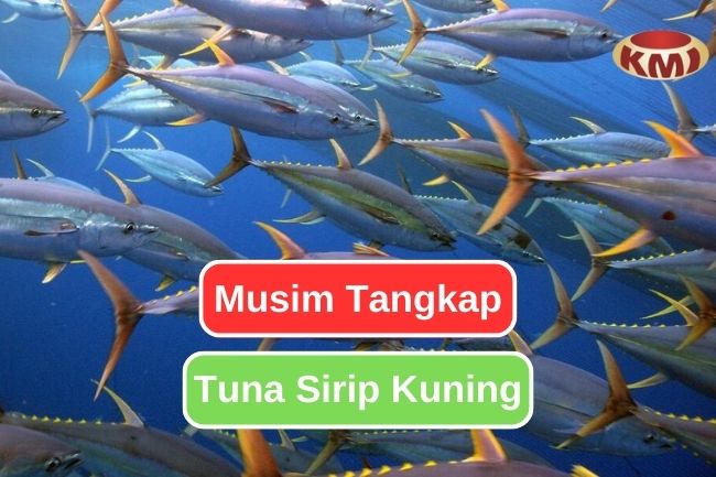 Musim Tangkap Tuna Sirip Kuning